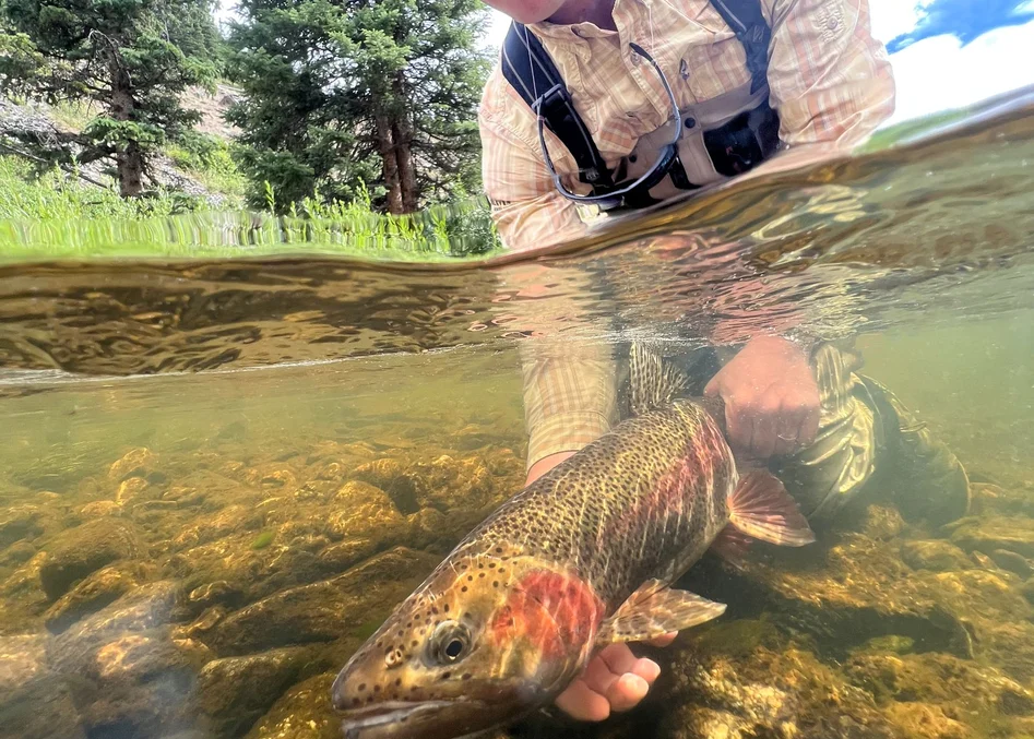 A Fish for the Books