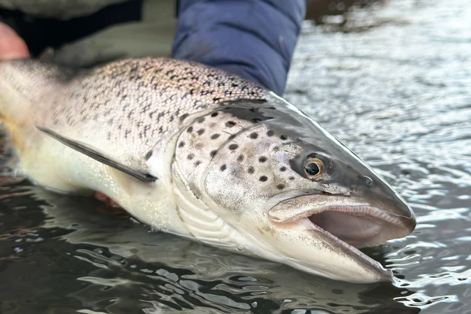 A trout being held at water's edge.