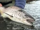 A trout being held at water's edge.