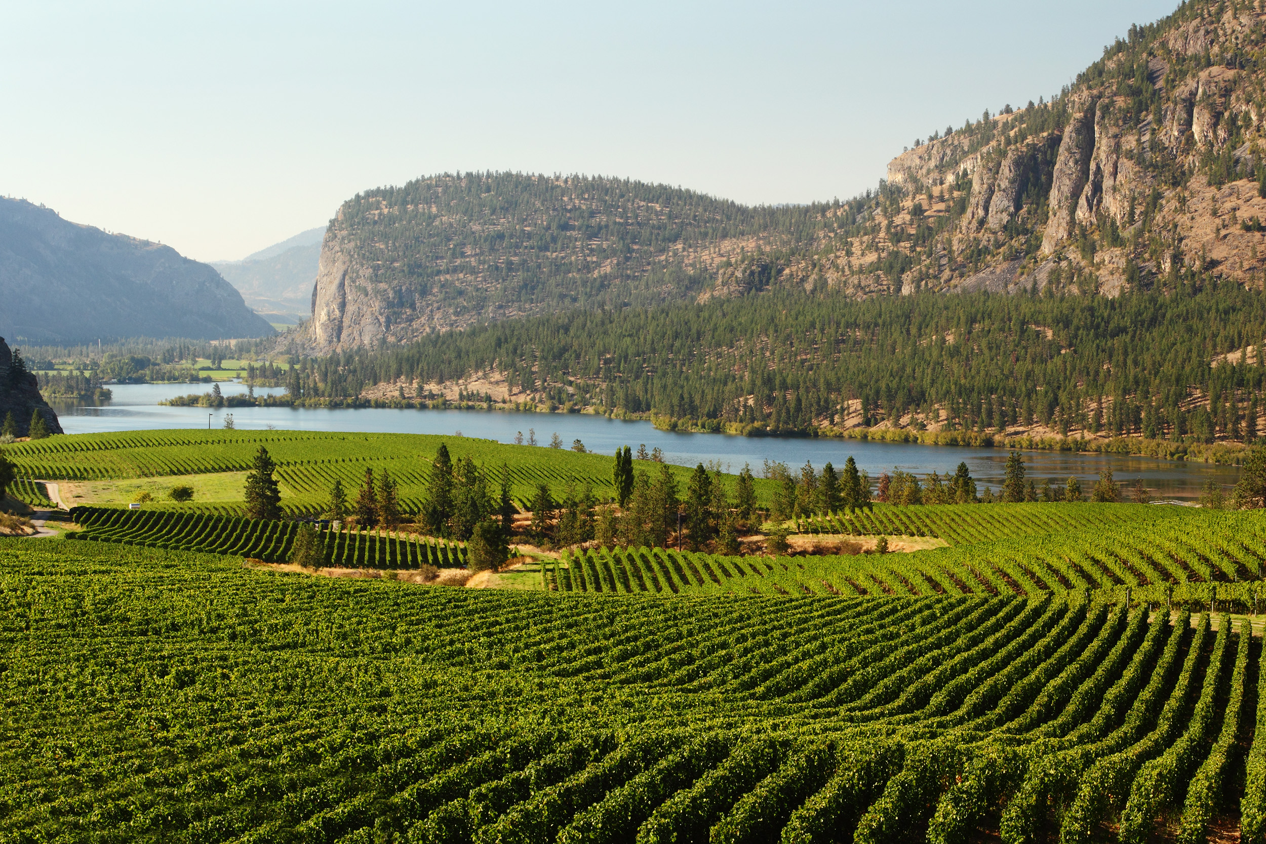 Winery Tour in Okanagan Valley Vineyard