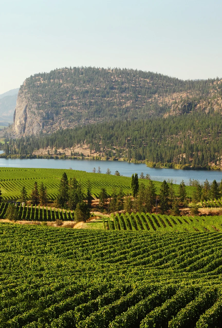 Winery Tour in Okanagan Valley Vineyard