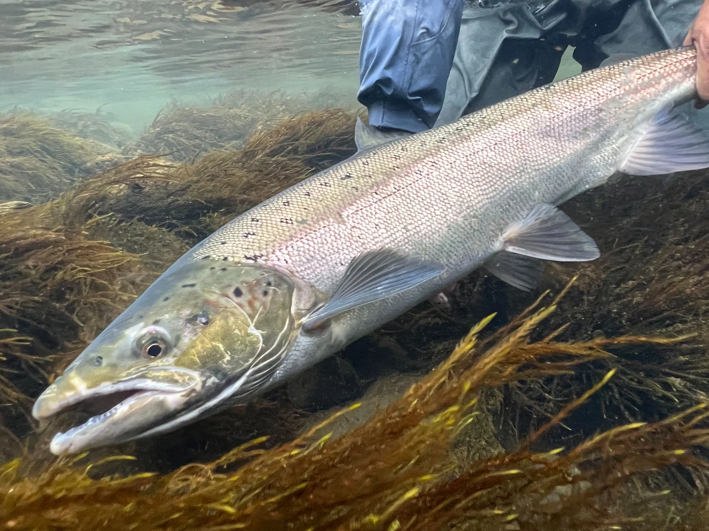 Iceland Angling with Eleven