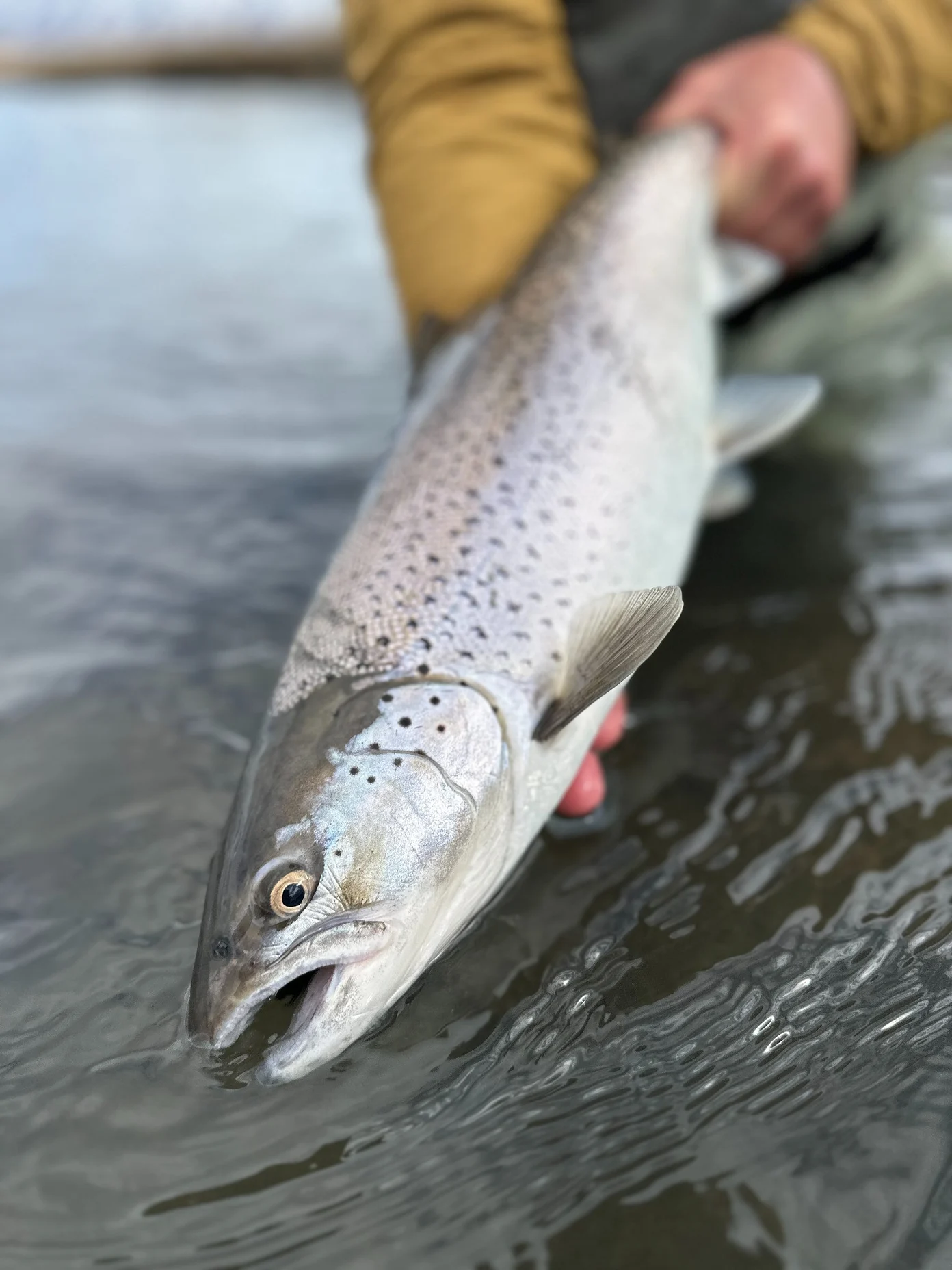 A freshly landed sea run trout in Iceland.