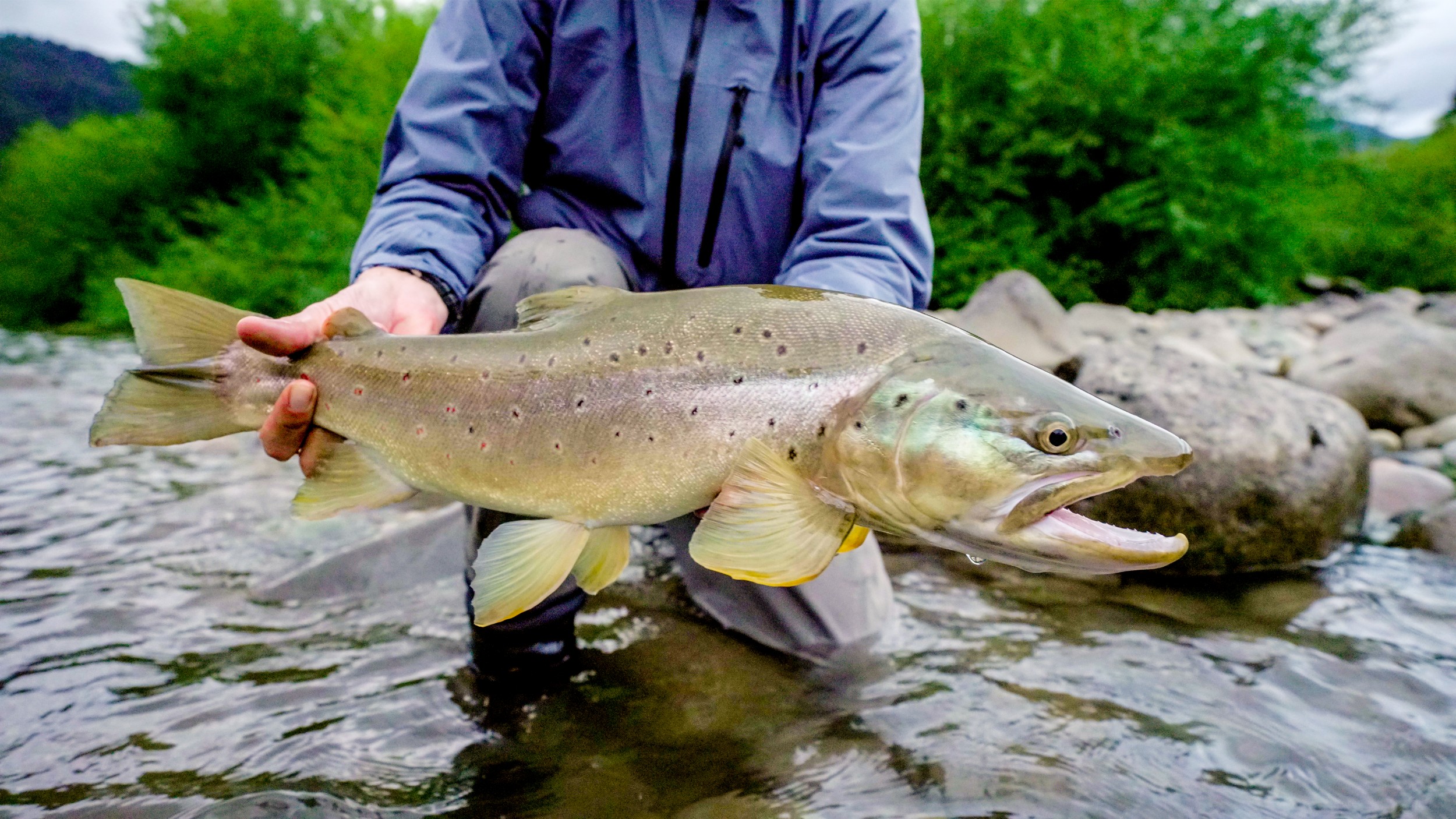 A fisher standing in a river holding a brown trout.