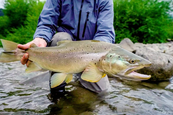 A fisher standing in a river holding a brown trout.
