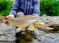 A fisher standing in a river holding a brown trout.