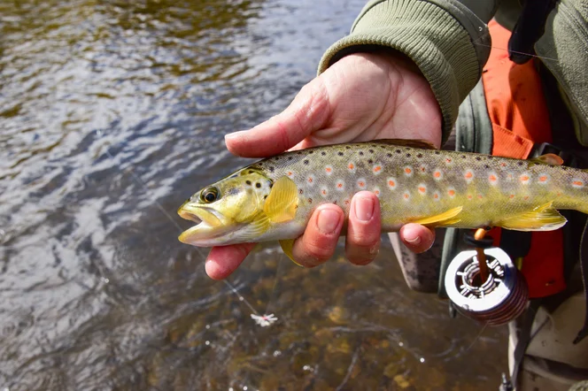 A native brook trout.