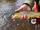 A native brook trout.