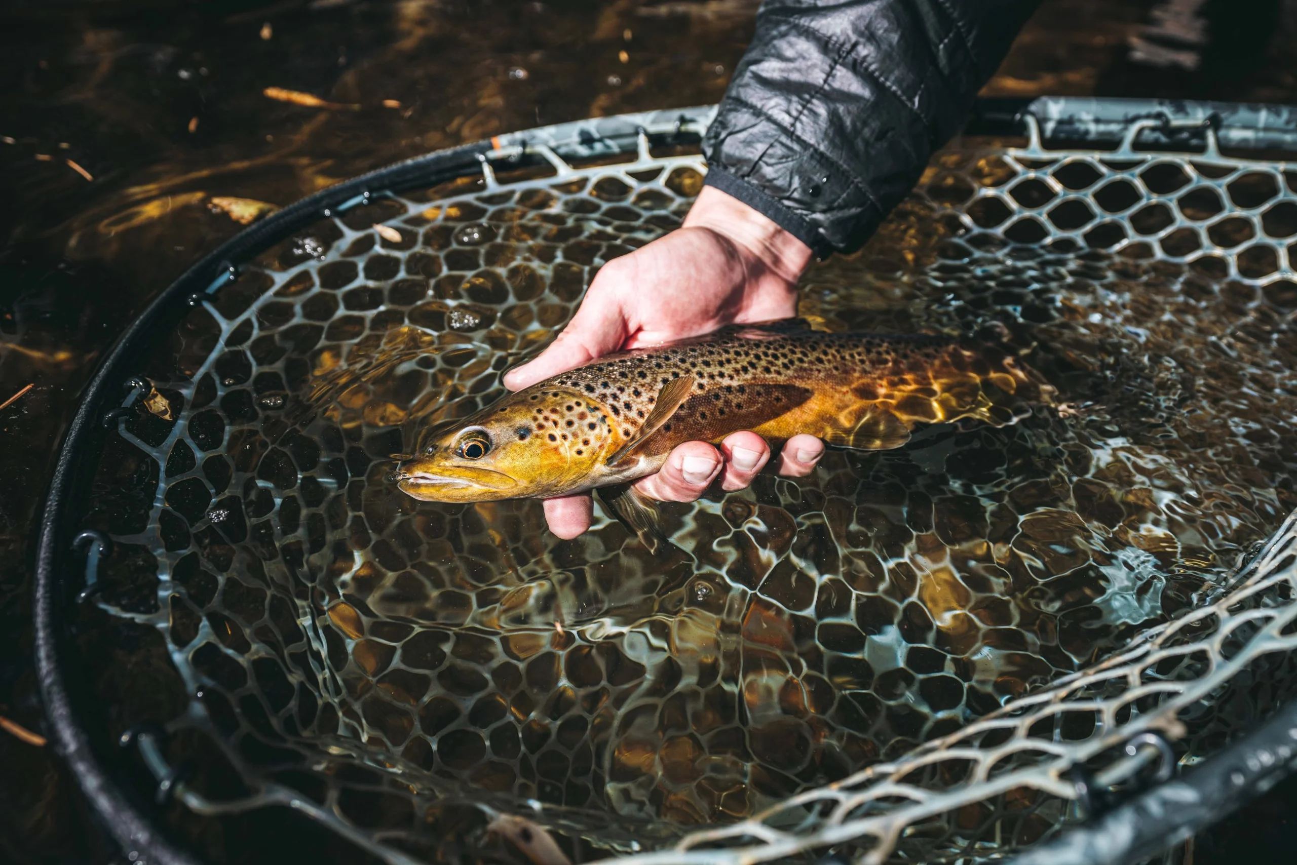 A trout in a net.