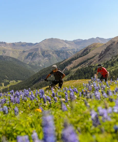 Two people mountain biking through grassy field filled with wild flowers.