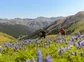 Two people mountain biking through grassy field filled with wild flowers.