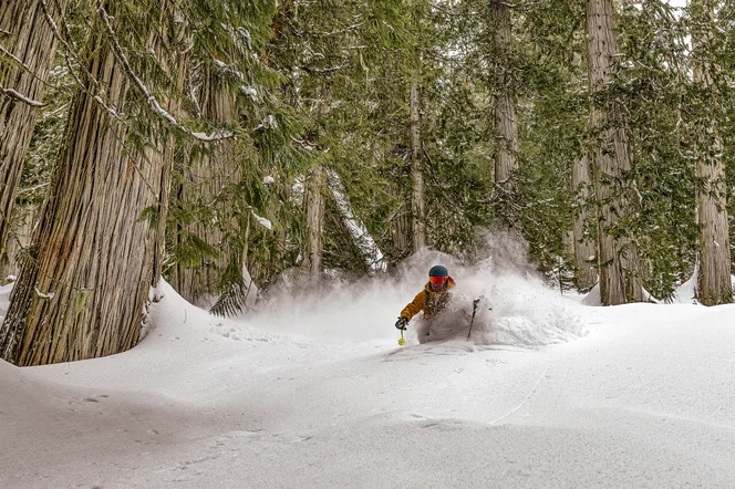 Heli Skiing in Canada old growth forest