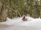 Heli Skiing in Canada old growth forest