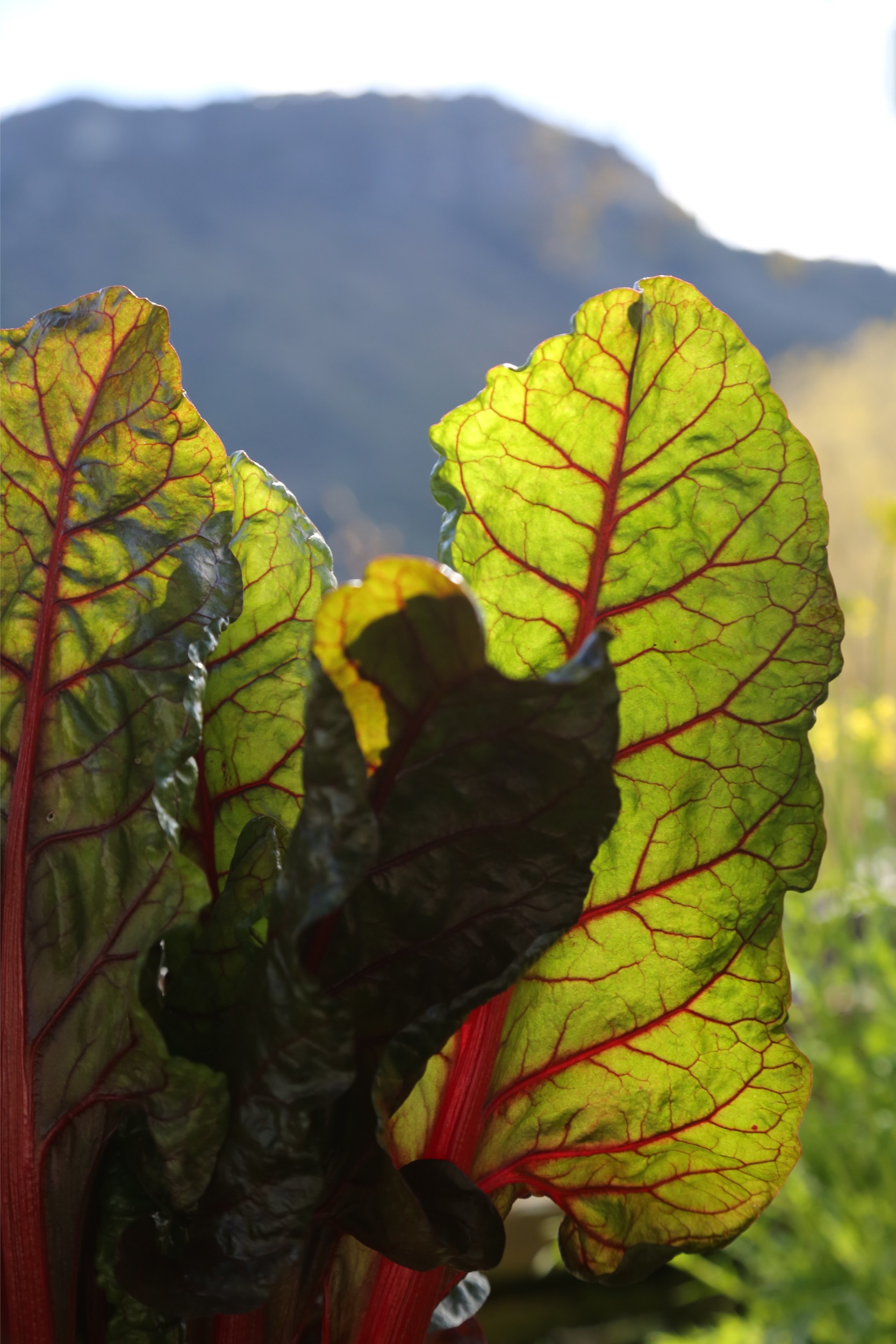 Large chard leaves with views of the mountains in the background.