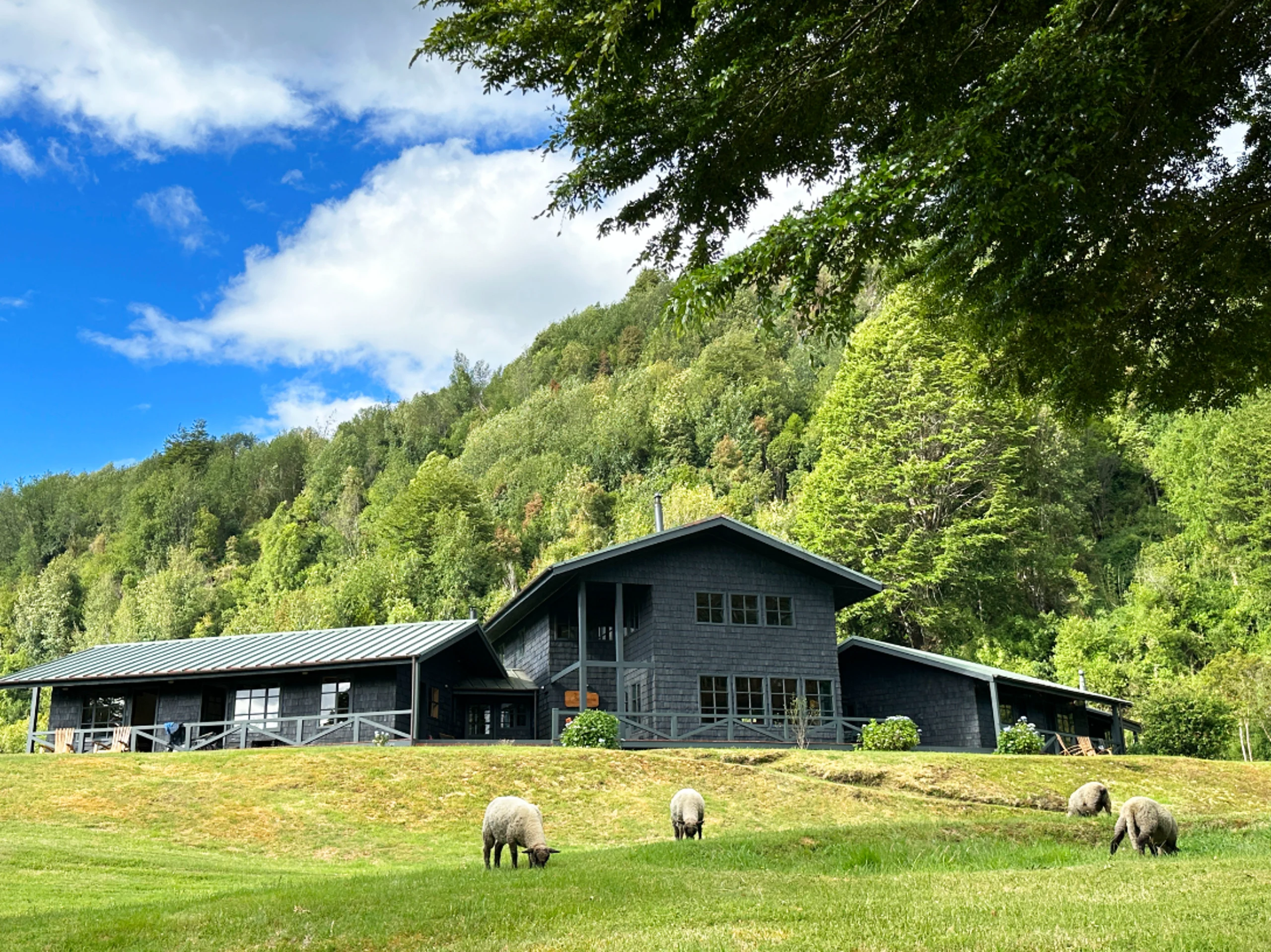 Lodge sits at the base of a hill with sheep in the foreground. The lodge is dark, with large windows, it's a bright, idyllic summer day.