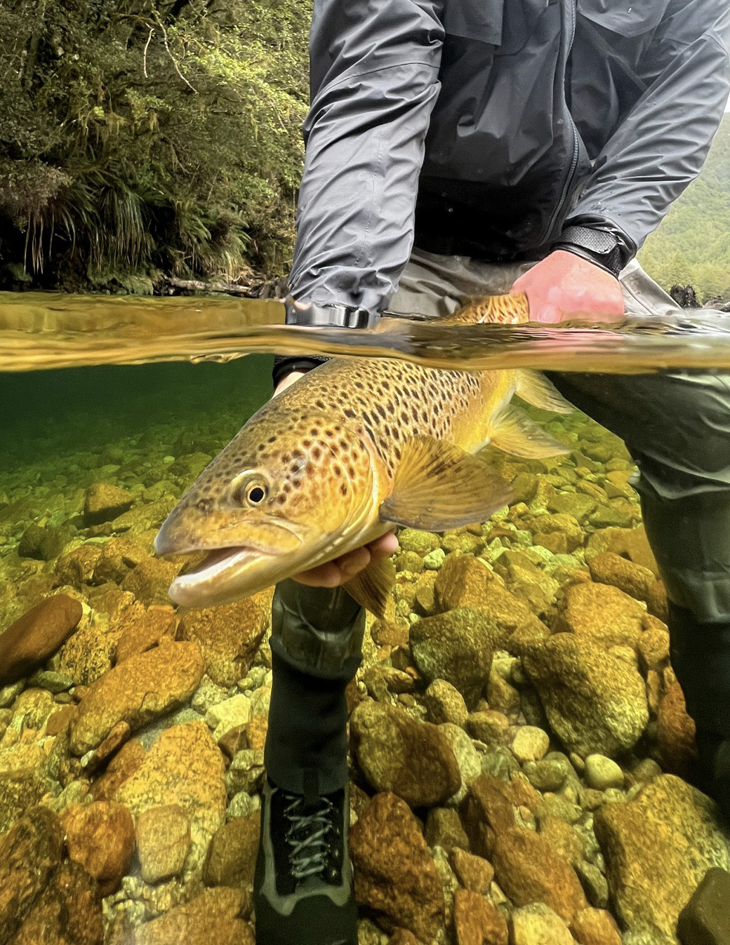 A brown trout being held half way into a crystal clear river.