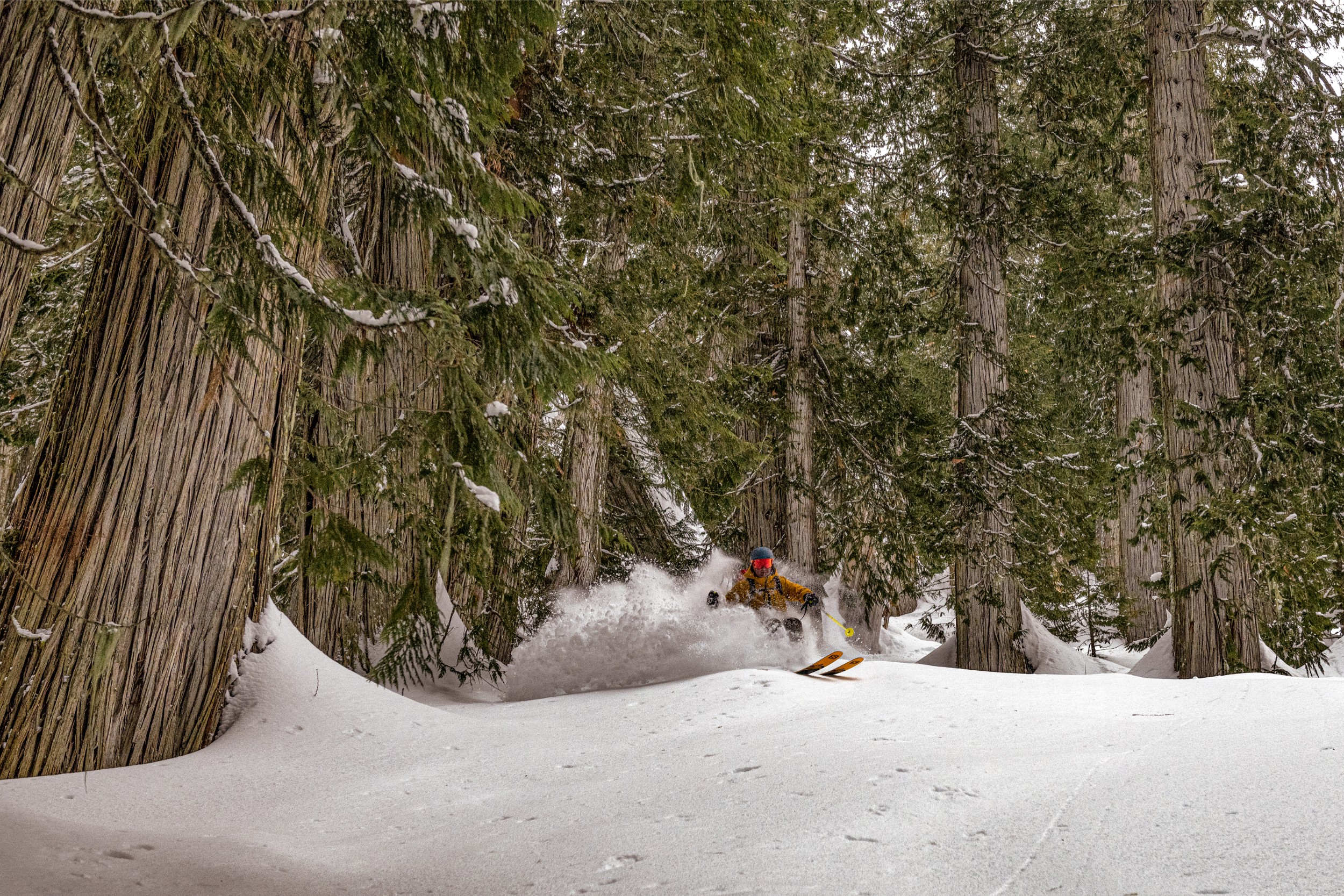 A person skiing between large evergreen trees.
