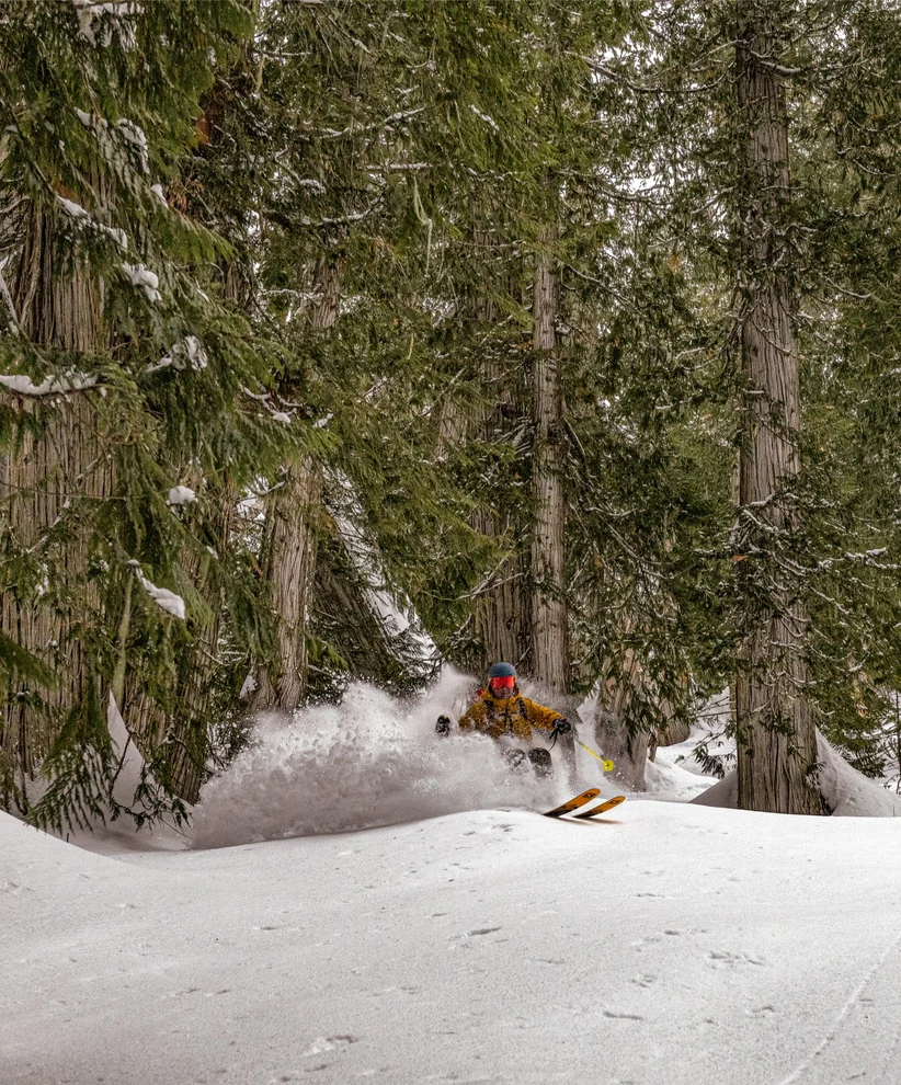 A person skiing between large evergreen trees.