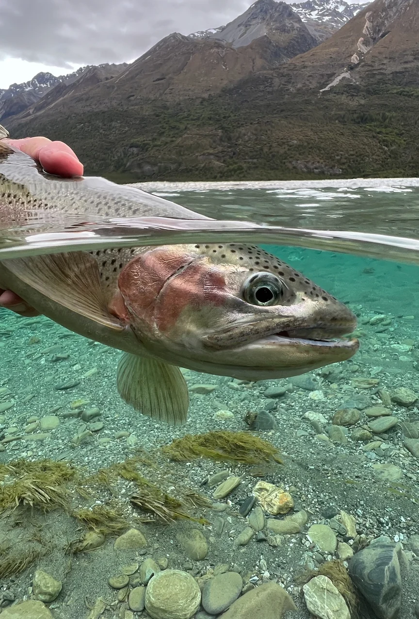 An angler holds a recently caught trout in the water.