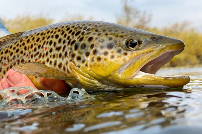 A spotted brown trout in the water.