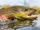 A spotted brown trout in the water.