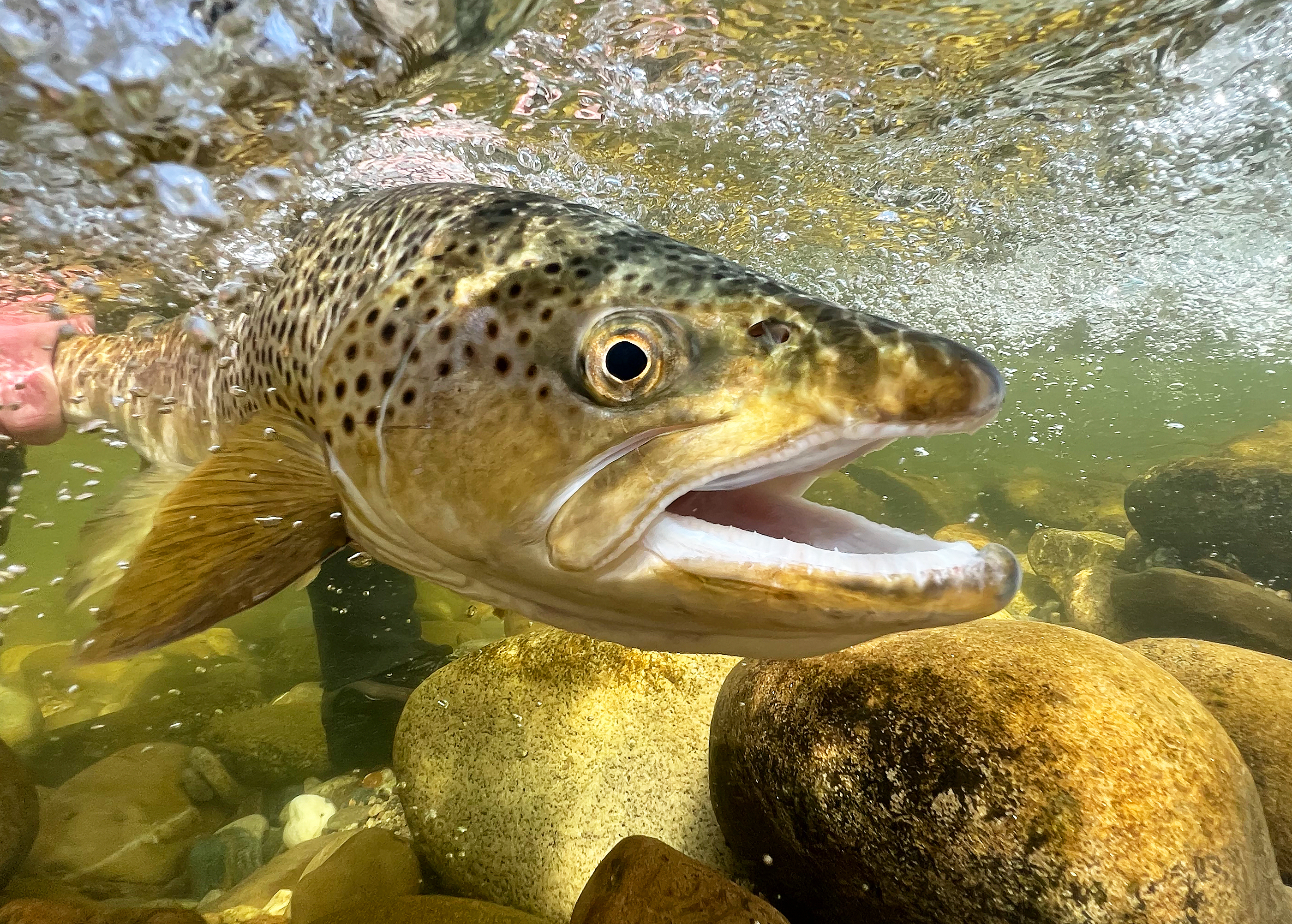 Four Days of Walk and Wade Fishing