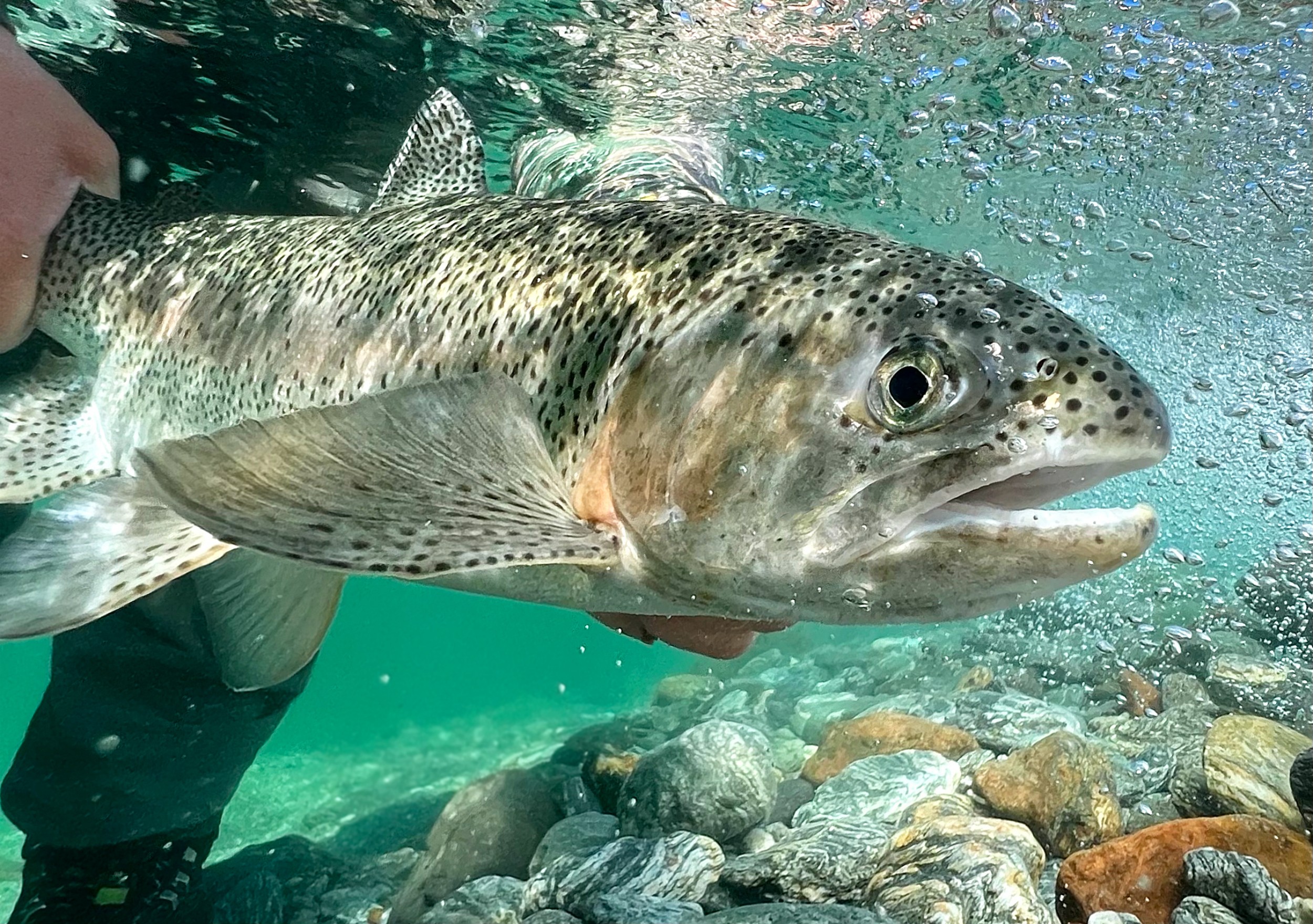 A trout being held under water.