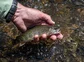 A native brook trout.