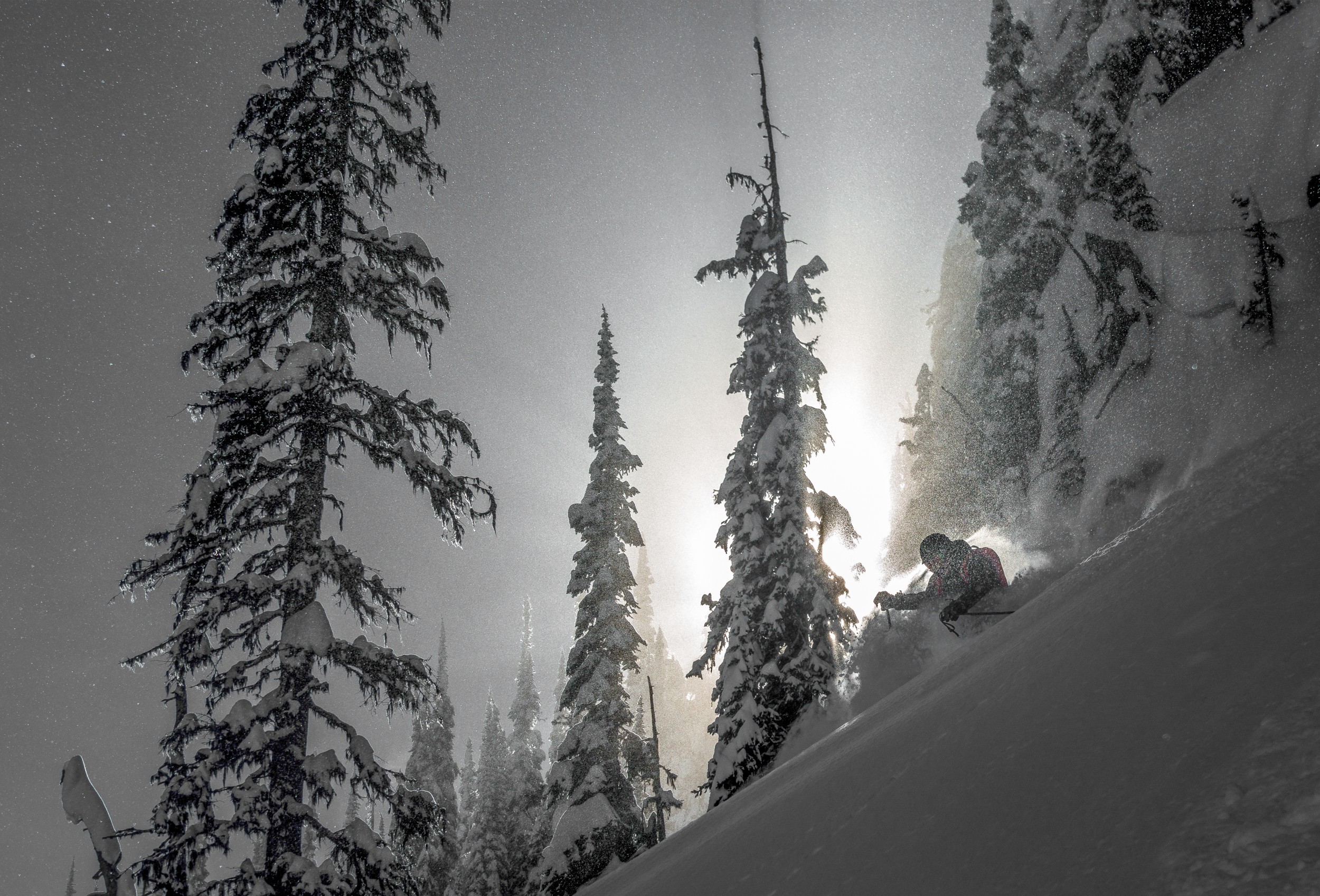 A skier cruising down a mountain near tall snow covered trees in the Monashee Mountains