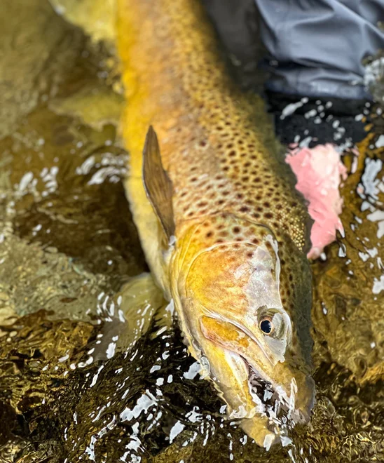 A closeup of a spotted brown trout being held in the water.