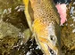 A closeup of a spotted brown trout being held in the water.
