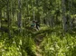Two bikers speeding through a forest trail.