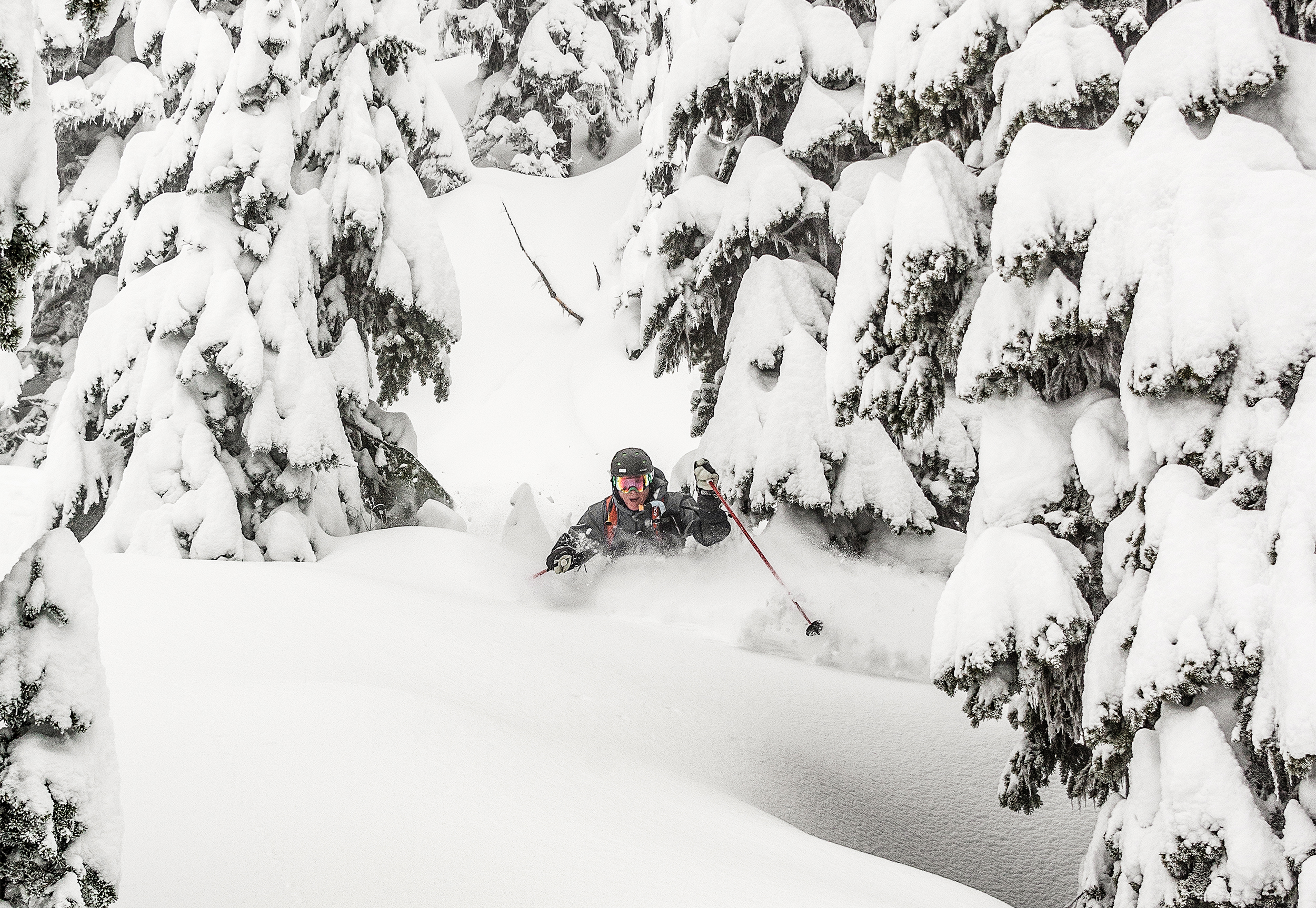 BC Powder Skiing in Trees