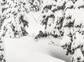 BC Powder Skiing in Trees