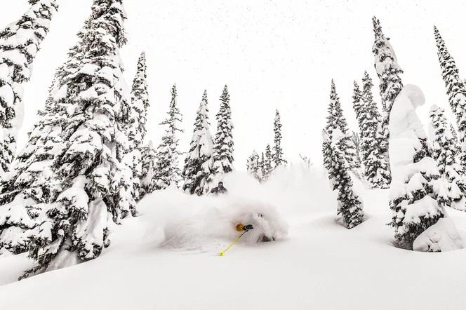 deep Powder in Canadian trees