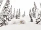 deep Powder in Canadian trees