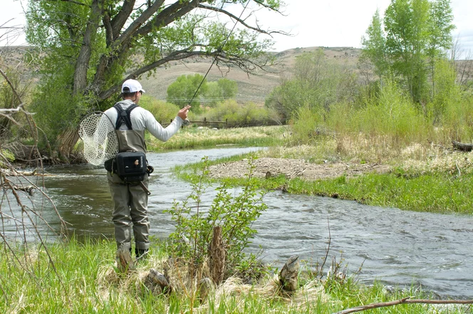 An angler on the Tomichi Creek.