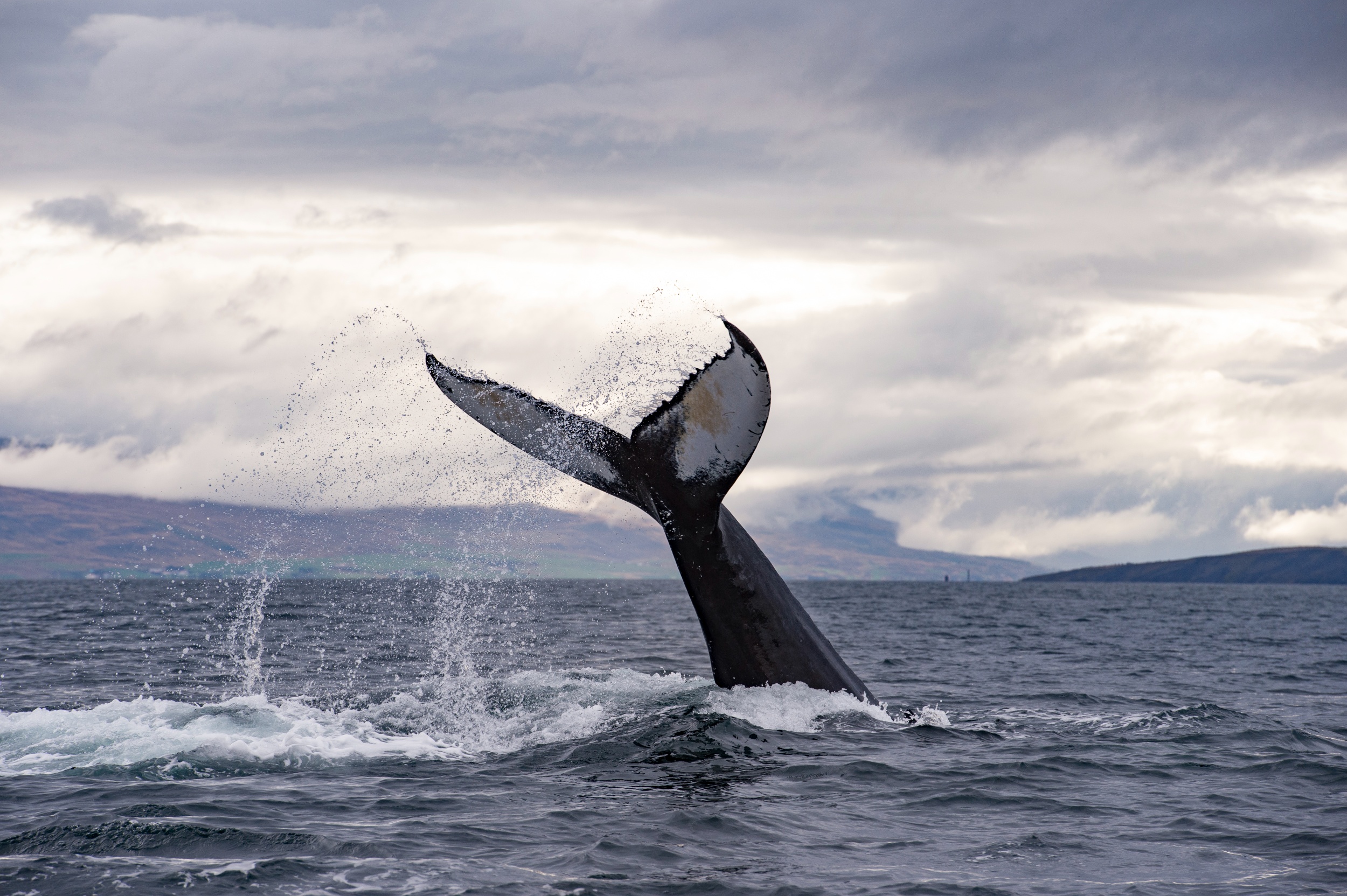 Whale watching in iceland.