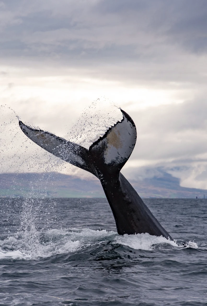 Whale watching in iceland.
