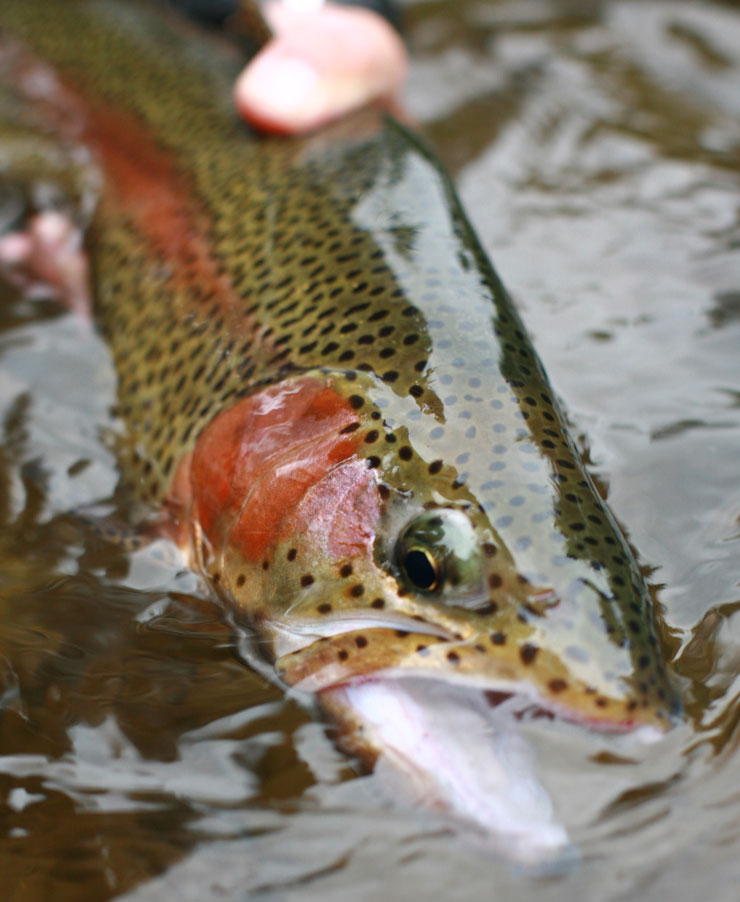 A rainbow trout is held in the water after being caught.