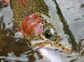 A rainbow trout is held in the water after being caught.