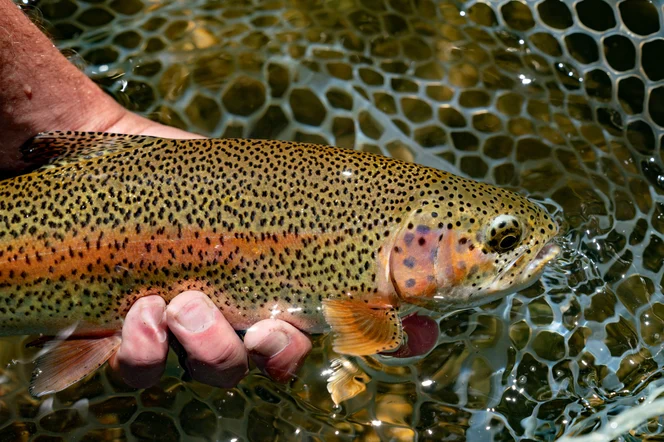 A rainbow trout in a net after being caught.