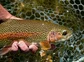 A rainbow trout in a net after being caught.