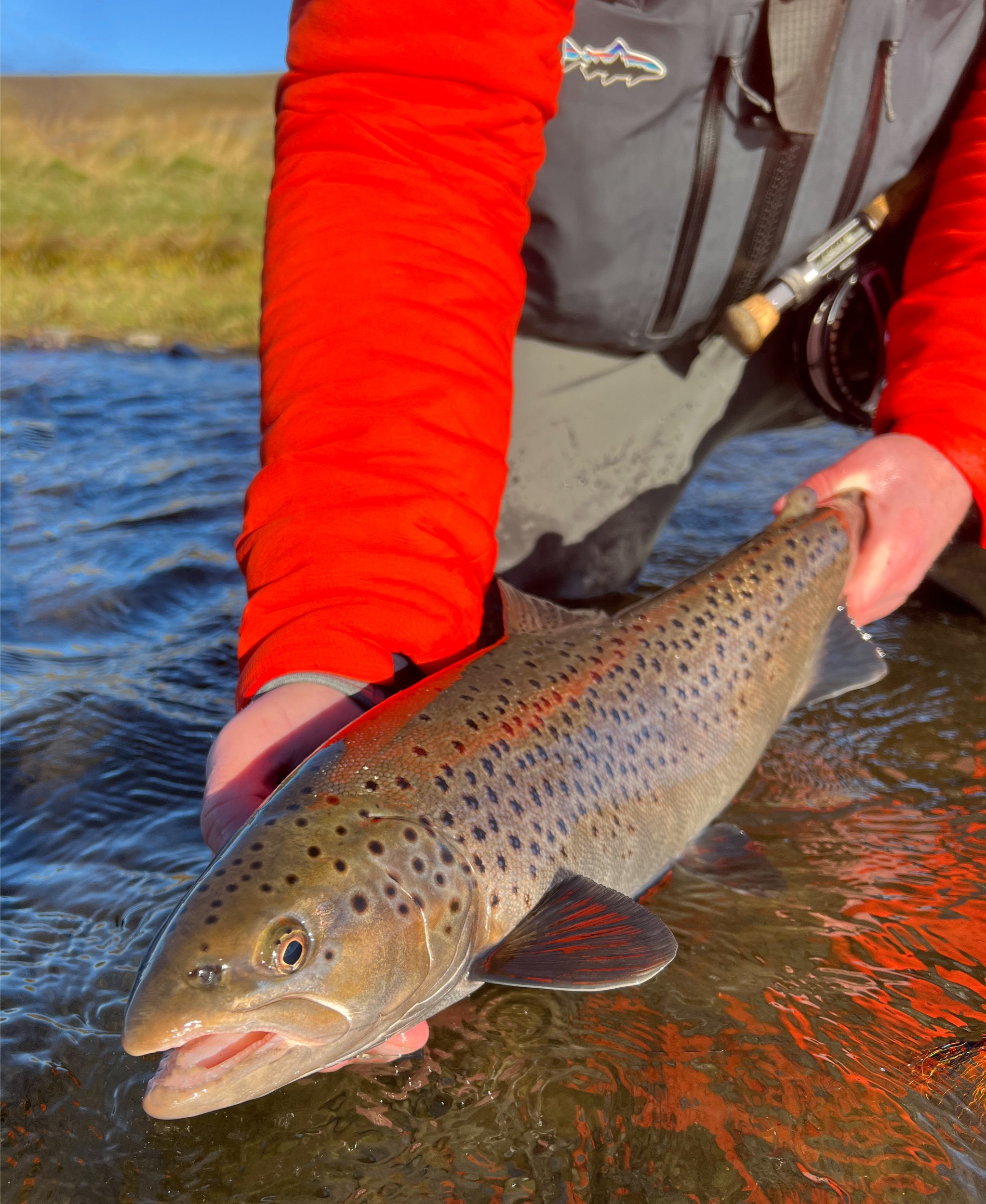 A freshly caught brown trout in Iceland.