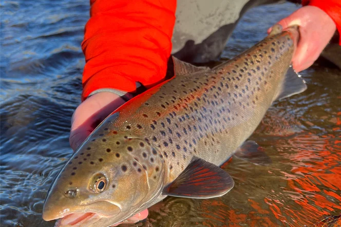A freshly caught brown trout in Iceland.