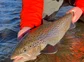 A freshly caught brown trout in Iceland.