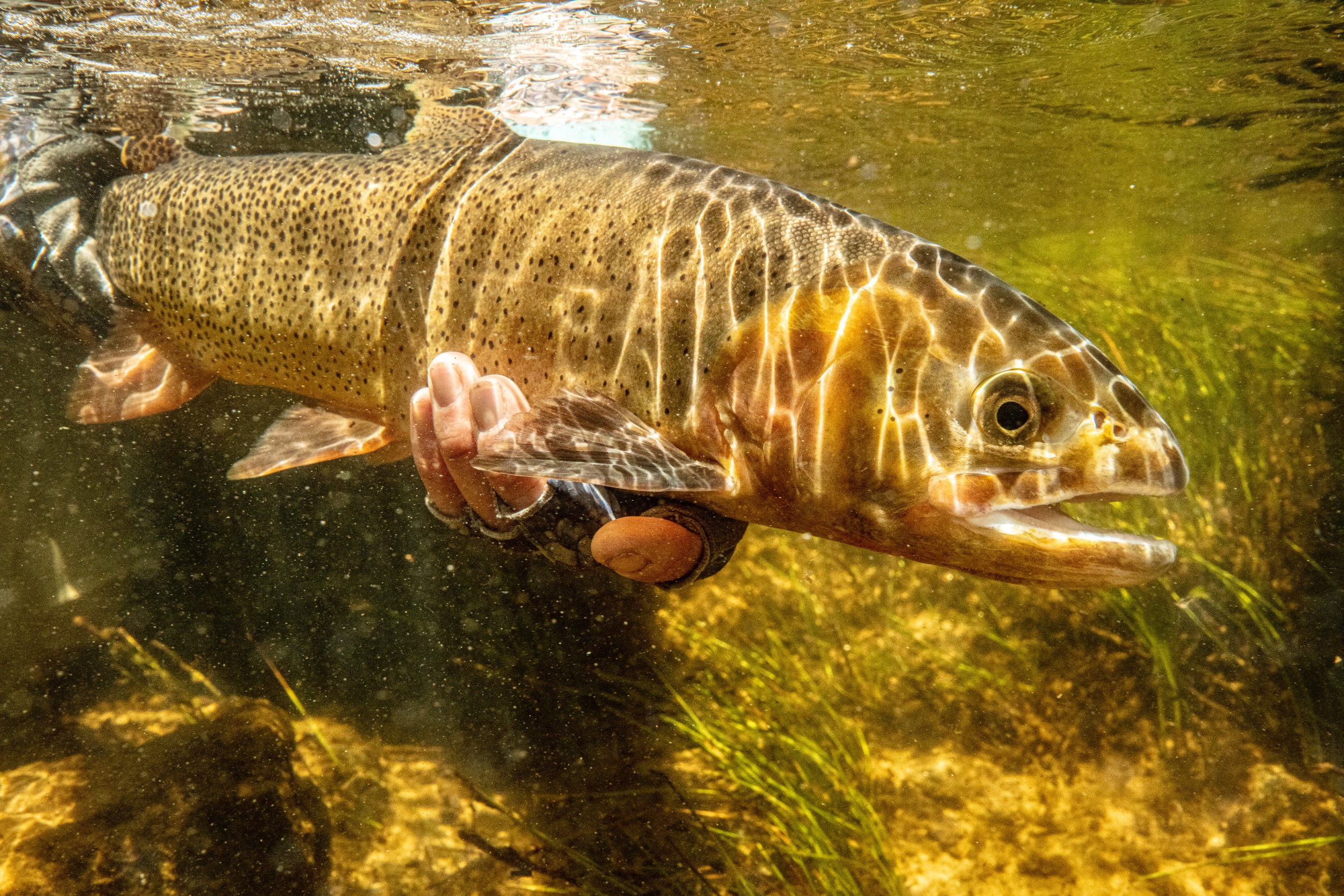 A brown trout is held under the water after being caught.
