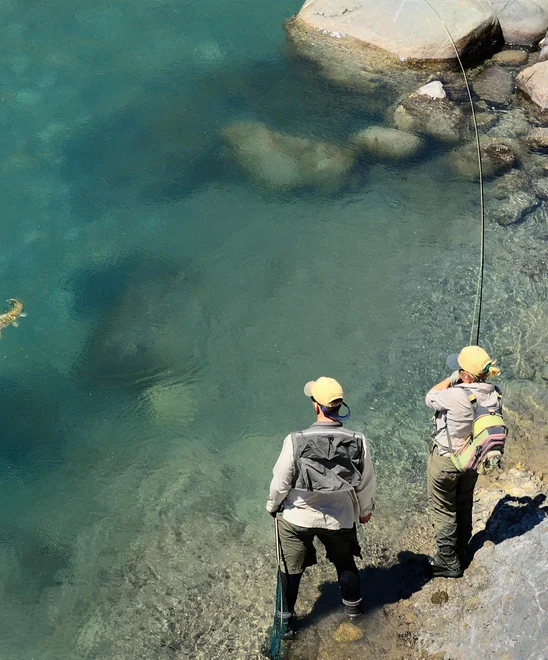 AN overhead shot if two people reeling in a brown trout in clear blue water.